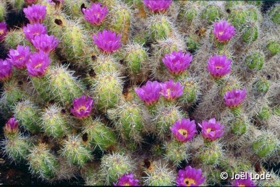 Echinocereus cinerascens JLcoll.1179